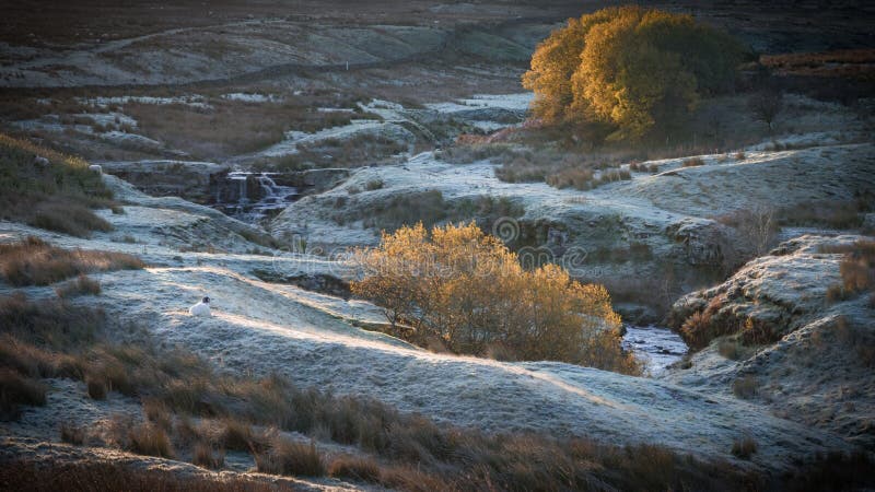 Autumn colours contrast against the cool early frost on a Northumberland moorland,. Autumn colours contrast against the cool early frost on a Northumberland moorland,