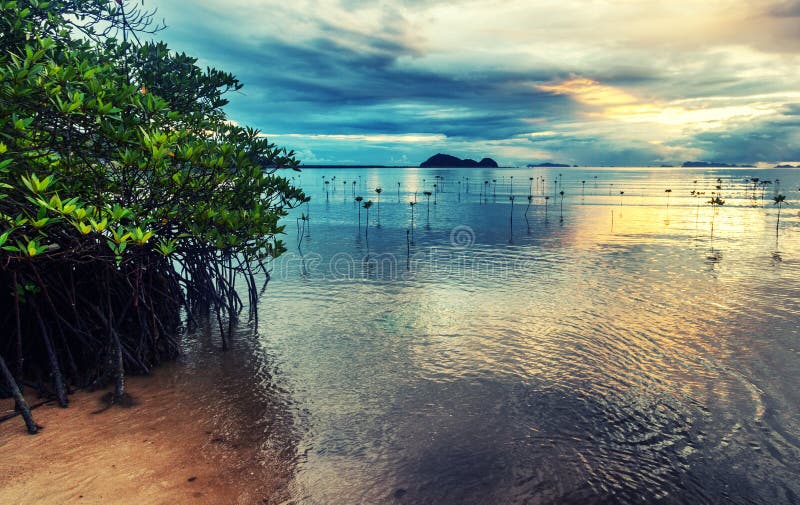 Les arbres de palétuvier se développent hors de l'eau Beau magnifique lumineux image stock Les arbres de palétuvier se développent hors de l'eau Beau magnifique lumineux image stock