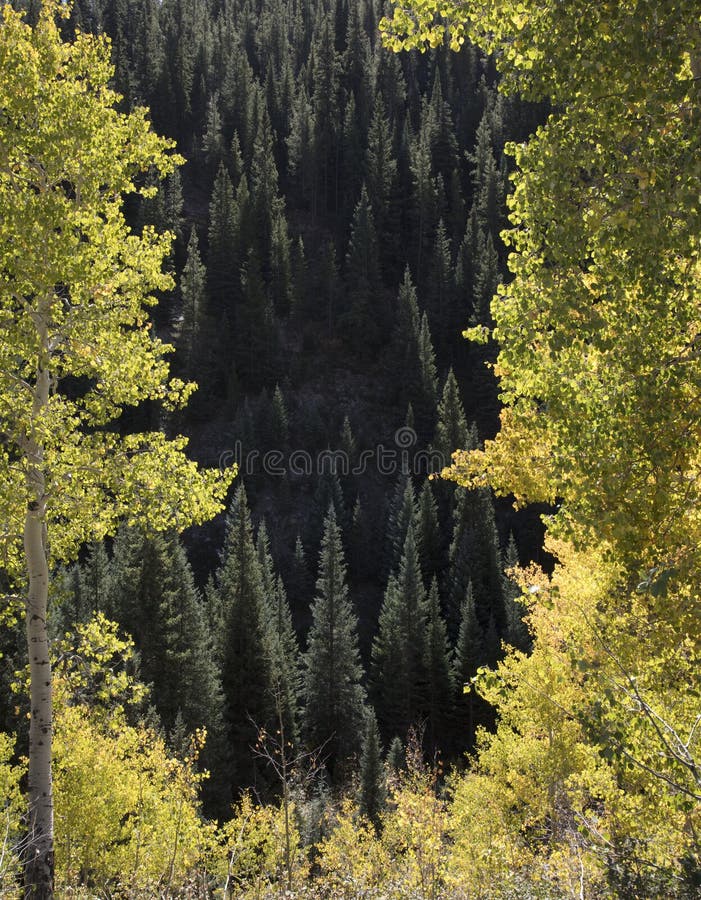 Les arbres ensoleillés et les trembles de conifère dans le passage de Kebler Crested la butte le Colorado Amérique dans le soleil photo stock Les arbres ensoleillés et les trembles de conifère dans le passage de Kebler Crested la butte le Colorado Amérique dans le soleil photo stock