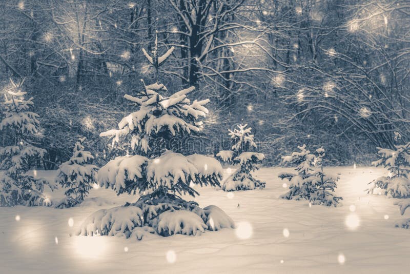 Les arbres forestiers couvraient la neige la nuit en hiver Photo de style ancien photographie stock Les arbres forestiers couvraient la neige la nuit en hiver Photo de style ancien photographie stock