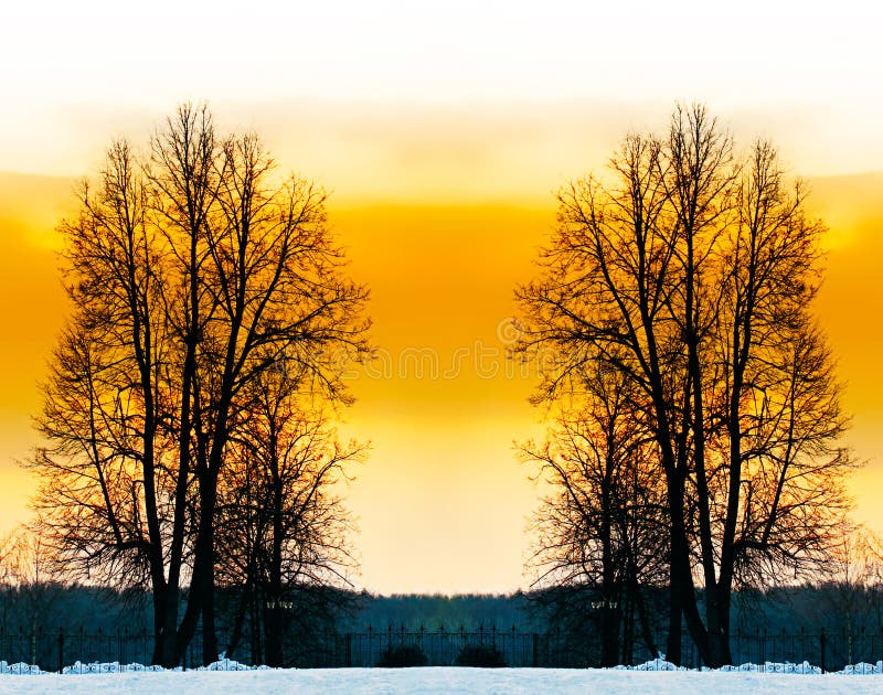 Les arbres nus. photo stock Les arbres nus. photo stock