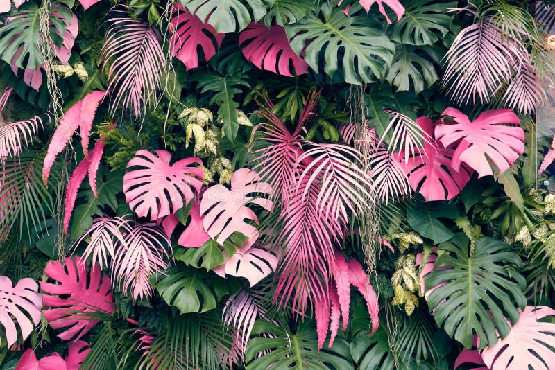 Tropical trees arranged in full background Or full wall There are leaves in different sizes, different colors, various sizes, many varieties. Another garden layout.as background with copy space. Tropical trees arranged in full background Or full wall There are leaves in different sizes, different colors, various sizes, many varieties. Another garden layout.as background with copy space.