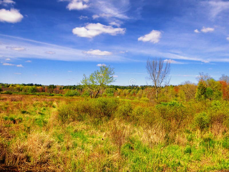 Les arbres à l'intérieur de la région commémorative blanche de nature images libres de droits Les arbres à l'intérieur de la région commémorative blanche de nature images libres de droits