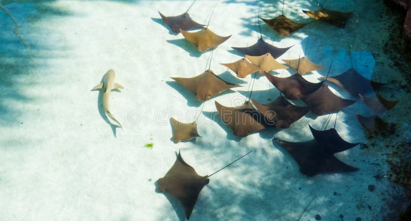 Les Bahamas : Rayons de Sting et un petit requin images stock Les Bahamas : Rayons de Sting et un petit requin images stock