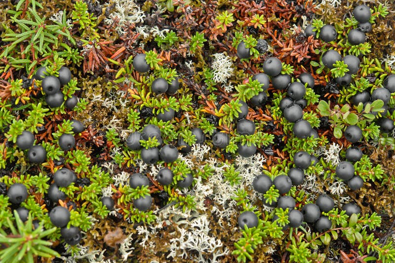 Les baies de Crowberry ont couvert la toundra. image stock Les baies de Crowberry ont couvert la toundra. image stock