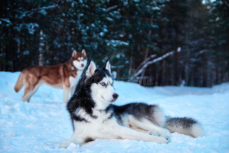 Chien Husky Siberien Chien Husky Chien Coloriage Husky Siberien