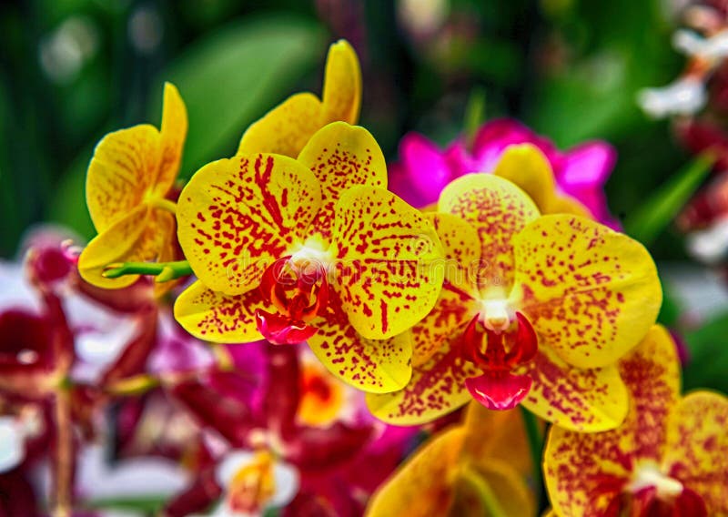 Les belles orchidées jaunes avec les taches rouges se ferment photographie stock libre de droits Les belles orchidées jaunes avec les taches rouges se ferment photographie stock libre de droits