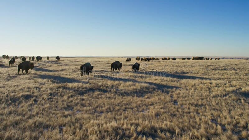 Les bisons cherchent l'herbe est profond sous la neige Leurs manteaux épais peuvent les isoler vers le bas à -20 Fahrenheit photos stock Les bisons cherchent l'herbe est profond sous la neige Leurs manteaux épais peuvent les isoler vers le bas à -20 Fahrenheit photos stock