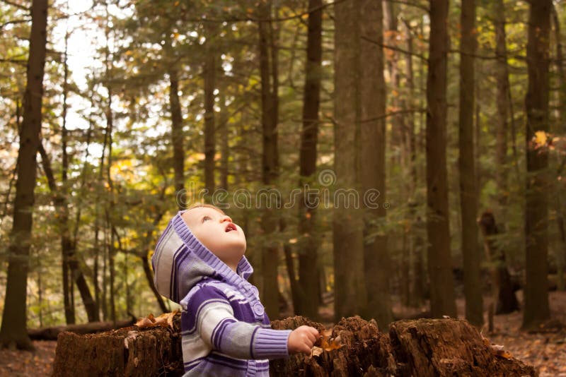 Les bois d'enfant recherchent photo stock Les bois d'enfant recherchent photo stock