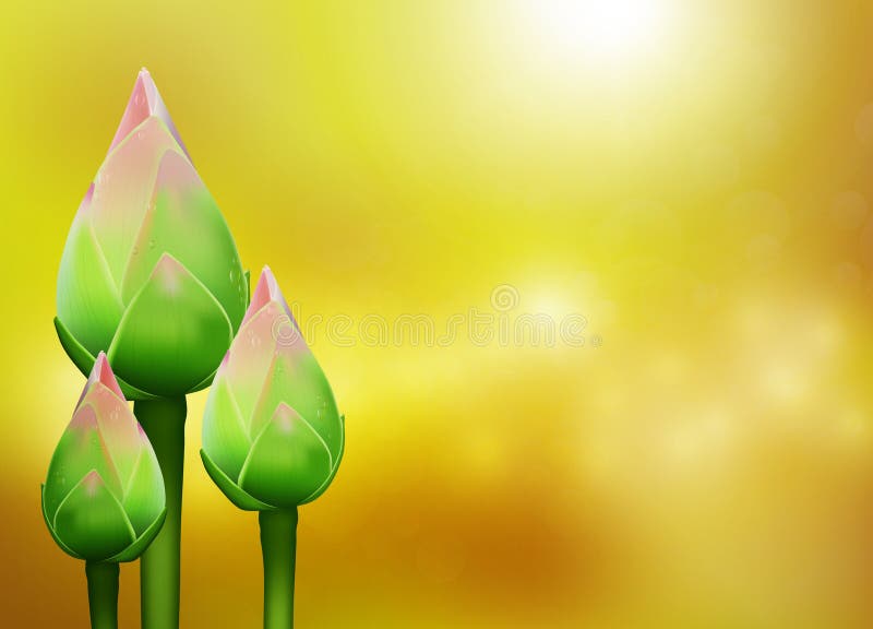Les bourgeons de lotus rose thaïlandais avec goutte d'eau sur l'illustration du vecteur d'arrière-plan de la boule dorée floue
