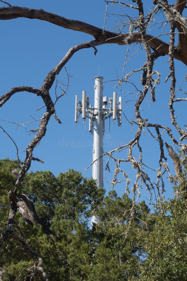 Les branches d'arbre mortes vivent des arbres et une tour de cellules image stock Les branches d'arbre mortes vivent des arbres et une tour de cellules image stock