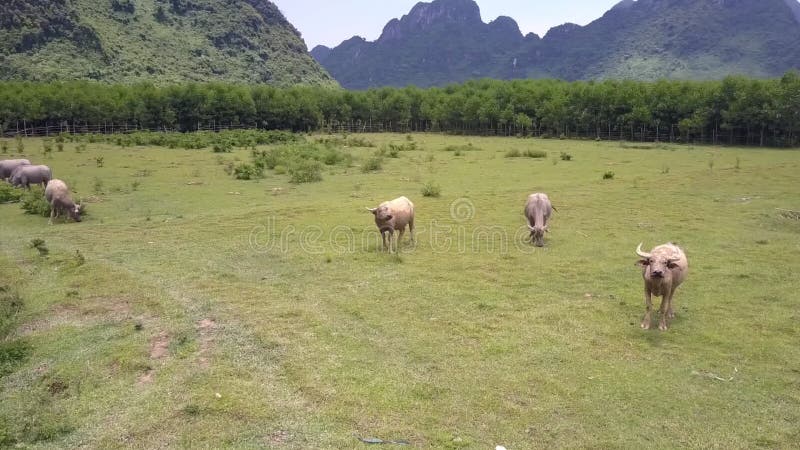 Les buffles d'eau asiatiques frôlent sur la vue aérienne fraîche de champ banque de vidéos
