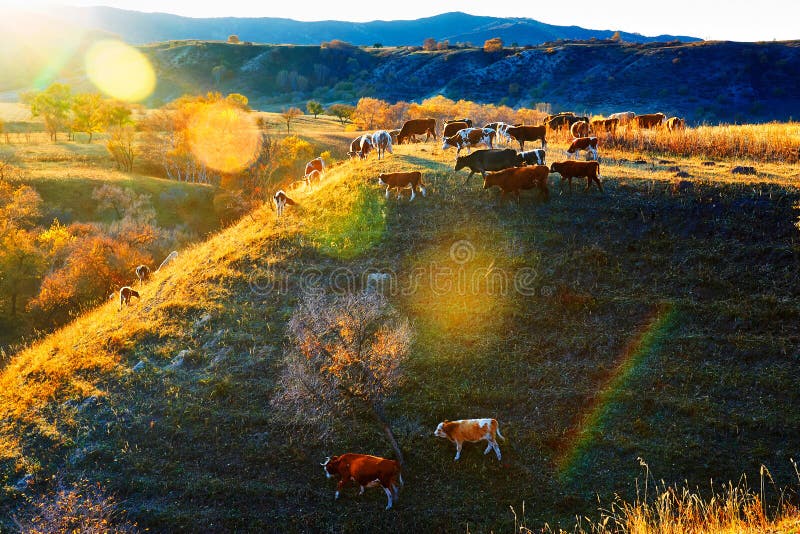 Les bétail de consommation sur le coucher du soleil de flanc de coteau photographie stock libre de droits Les bétail de consommation sur le coucher du soleil de flanc de coteau photographie stock libre de droits