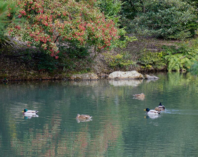 Les canards nagent sur le lac au temple de Kinkaku à Kyoto, Japon images stock Les canards nagent sur le lac au temple de Kinkaku à Kyoto, Japon images stock