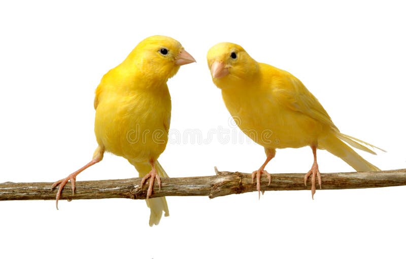 Les Canaries Les Canaries