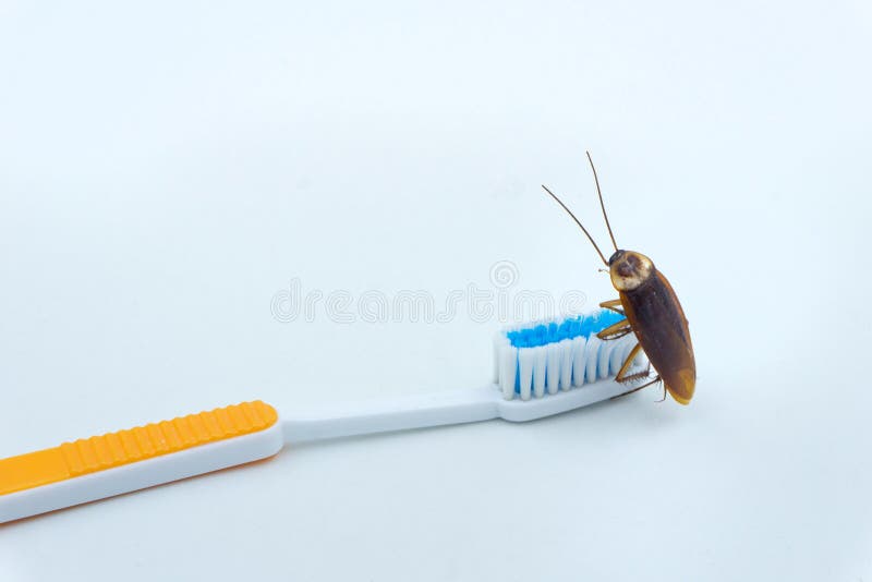 Les cancrelats asiatiques sont sur la brosse à dents photos stock Les cancrelats asiatiques sont sur la brosse à dents photos stock