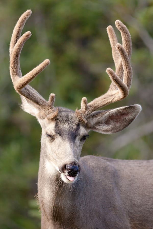 Les cerfs communs de mule drôles opposent la verticale avec l'andouiller de velours image stock Les cerfs communs de mule drôles opposent la verticale avec l'andouiller de velours image stock