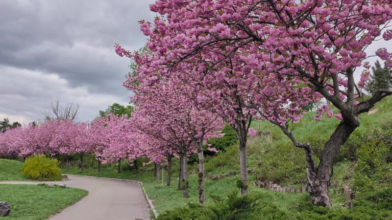 Les cerisiers en fleurs le long d'un chemin sinueux au printemps clips vidéos