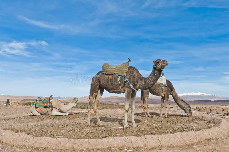 Les Chameaux S'approchent Du Village De Rhum, En Wadi Rum, La Jordanie ...