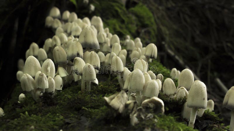 Les champignons blancs se développent des rondins couverts de mousse image stock Les champignons blancs se développent des rondins couverts de mousse image stock
