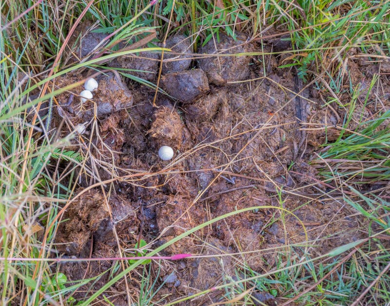 les champignons qui aime la Dung se d?veloppent chez la dunette animale photos libres de droits les champignons qui aime la Dung se d?veloppent chez la dunette animale photos libres de droits