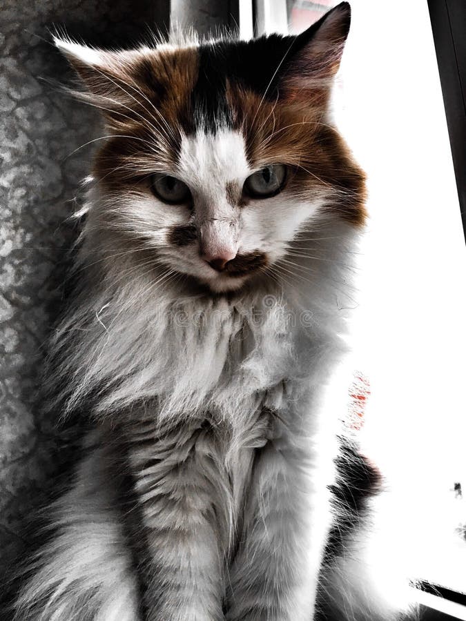 Les Chats Aussi Peuvent Etre Majestueux Et Inebranlables Image Stock Image Du Travail Reperer