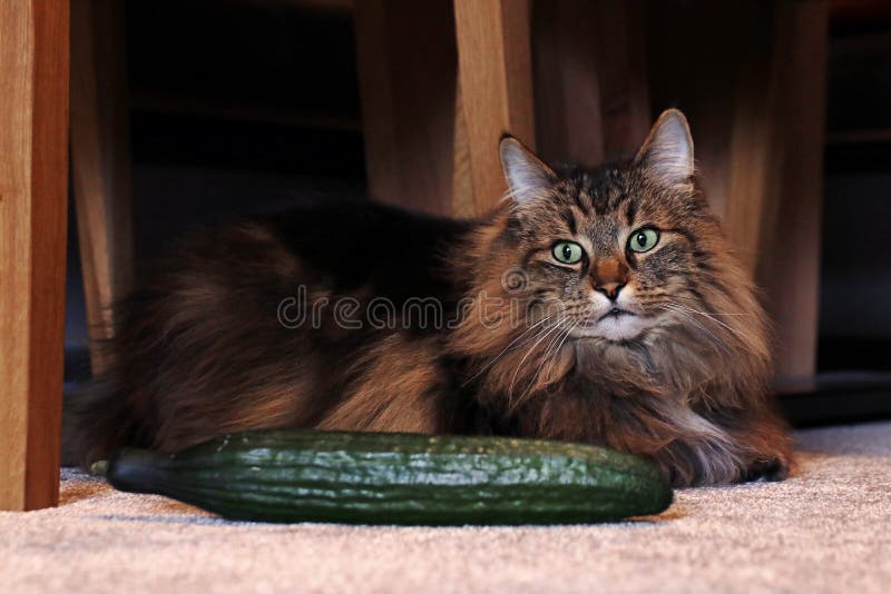 Les Chats N Ont Pas Toujours Peur Des Concombres Photo Stock Image Du Interieur Chats Les Chats N Ont Pas Toujours Peur Des Concombres Photo Stock Image Du Interieur Chats