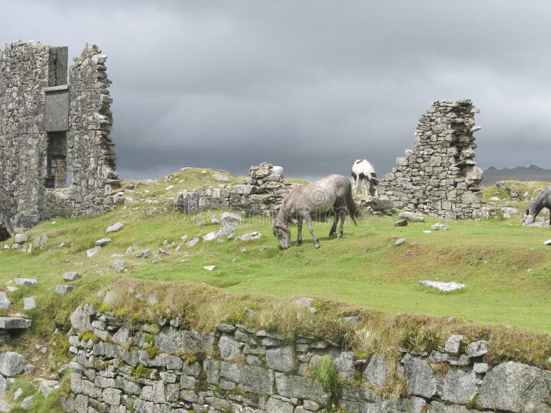 Les chevaux de Wils sur amarre de Dartmoor photographie stock Les chevaux de Wils sur amarre de Dartmoor photographie stock