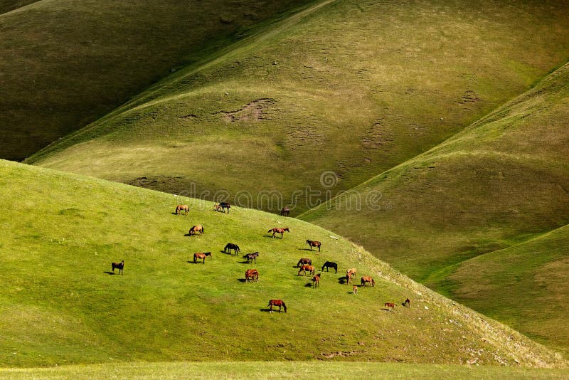Les chevaux frôlent dans les montagnes photos stock Les chevaux frôlent dans les montagnes photos stock