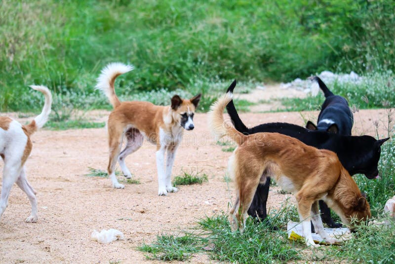 Les Chiens égarés Mangent La Nourriture Industrielle Et Un