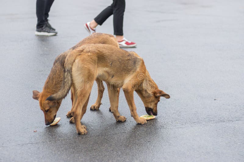 Les chiens affamés égarés lèche des sandwichs jetés par des humains photo stock Les chiens affamés égarés lèche des sandwichs jetés par des humains photo stock