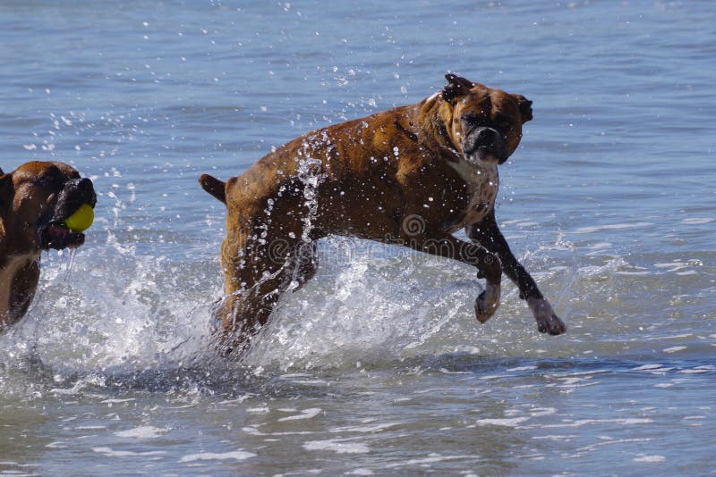 Les chiens de haute énergie jouent dans l'océan à la plage de chien photographie stock libre de droits Les chiens de haute énergie jouent dans l'océan à la plage de chien photographie stock libre de droits