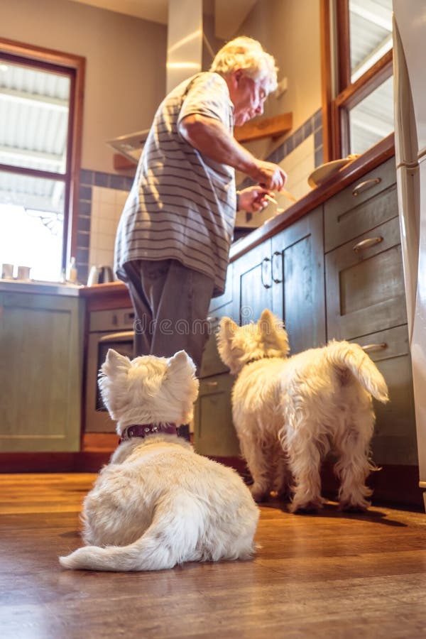 Les chiens de westie d'animal familier espérant le propriétaire caucasien retiré laisseront tomber la nourriture Co images stock Les chiens de westie d'animal familier espérant le propriétaire caucasien retiré laisseront tomber la nourriture Co images stock