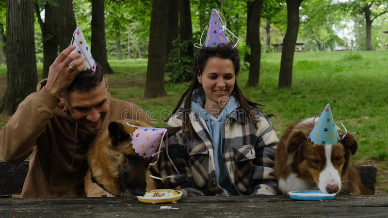 Les chiens fêtent leur anniversaire en famille. jeune couple heureux avec leurs deux bergers australiens et allemands en vert prin