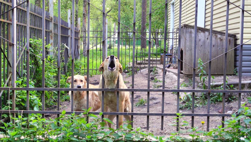 Les chiens gardent la maison, animaux familiers images stock Les chiens gardent la maison, animaux familiers images stock