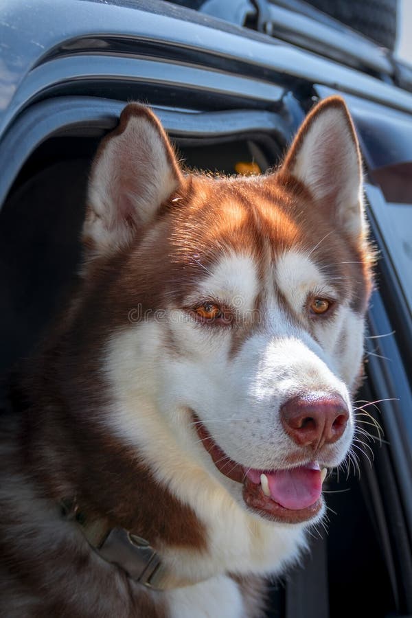 Les Chiens Voyagent En Voiture Le Chien De Husky Siba C Rien Brun Qui Profite De La Balade Regarde Par Une Fenaªtre De Voiture O Image Stock Image Du Mignon Course 157292011