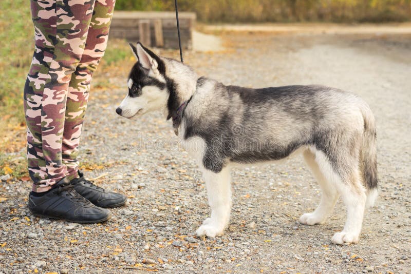 Les chiots de chien du chien de traîneau sibérien vaut d'accomplir la commande de son entraîneur Formation de chien photos libres de droits Les chiots de chien du chien de traîneau sibérien vaut d'accomplir la commande de son entraîneur Formation de chien photos libres de droits