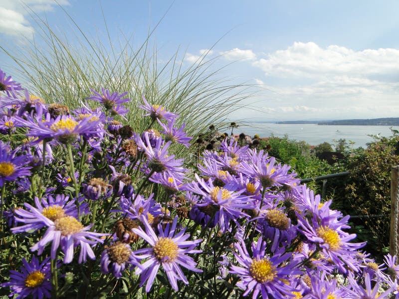 Log in the garden, purple flowers on the shore of Lake Constance. Colors: purple, yellow, blue and green. Log in the garden, purple flowers on the shore of Lake Constance. Colors: purple, yellow, blue and green.