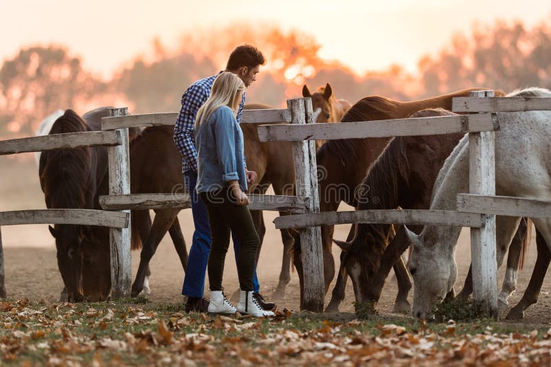 Les couples dans l'amour apprécient le jour dans la nature et les chevaux image libre de droits Les couples dans l'amour apprécient le jour dans la nature et les chevaux image libre de droits