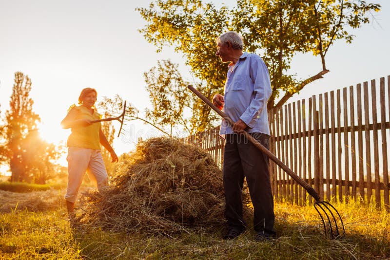 Les couples de famille des agriculteurs recueillent le foin avec la fourche au coucher du soleil dans la campagne Causerie assidu photographie stock libre de droits Les couples de famille des agriculteurs recueillent le foin avec la fourche au coucher du soleil dans la campagne Causerie assidu photographie stock libre de droits