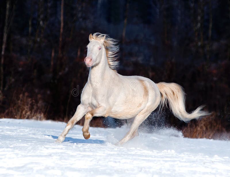 The cremello welsh pony runs free in winter. The cremello welsh pony runs free in winter