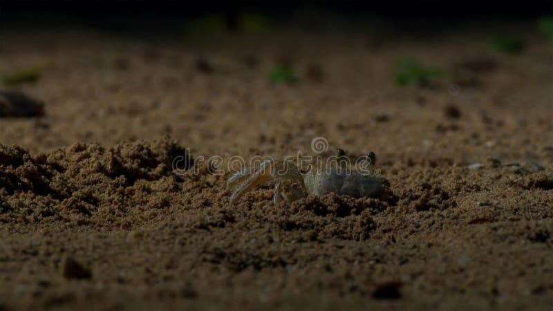 Les crabes attendent les jeunes hatchlings de tortue de hawksbill pour venir à eux britain photos libres de droits Les crabes attendent les jeunes hatchlings de tortue de hawksbill pour venir à eux britain photos libres de droits