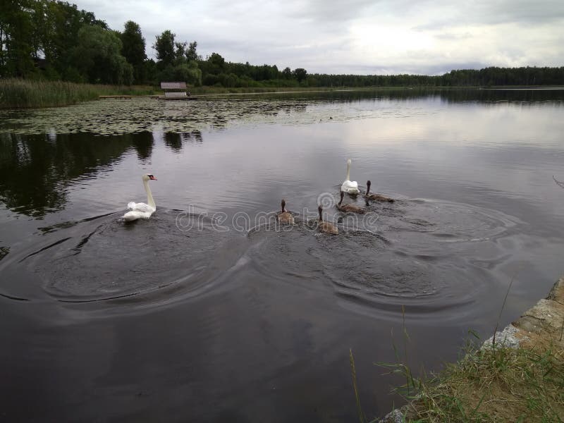 Les cygnes nagent dans le lac sous le ciel obscurci égalisant photographie stock libre de droits Les cygnes nagent dans le lac sous le ciel obscurci égalisant photographie stock libre de droits