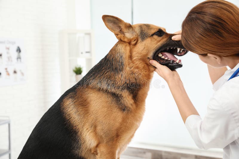 Les dents de chien de examen v?t?rinaires professionnelles photographie stock libre de droits Les dents de chien de examen v?t?rinaires professionnelles photographie stock libre de droits