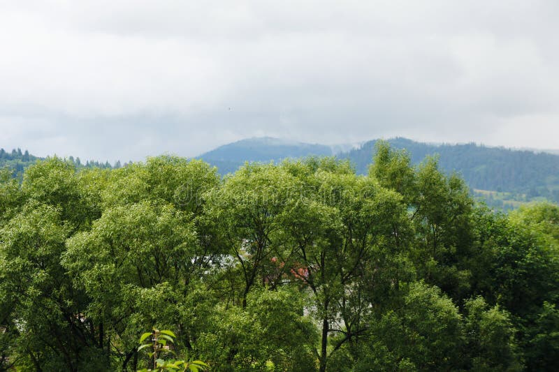 Les dessus des arbres et du ciel, les montagnes sont bleus paysage de forêt dans la distance L'Ukraine, Carpathiens photographie stock libre de droits Les dessus des arbres et du ciel, les montagnes sont bleus paysage de forêt dans la distance L'Ukraine, Carpathiens photographie stock libre de droits