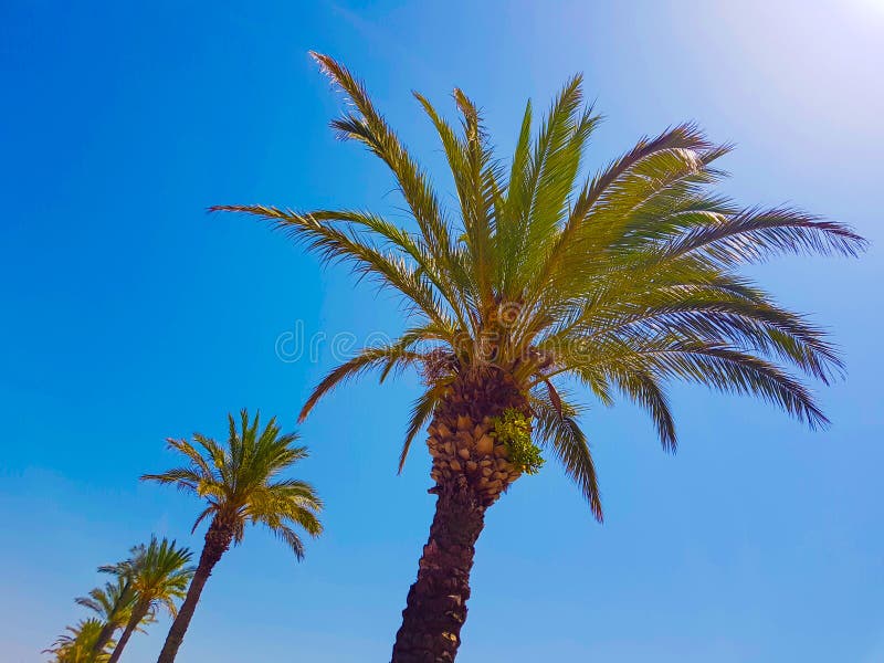 Les dessus des palmiers contre le ciel d'été photo libre de droits Les dessus des palmiers contre le ciel d'été photo libre de droits