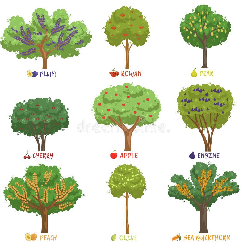 Illustration De Base De L'anatomie De Feuille Simple Illustration Stock -  Illustration du vert, jardin: 51376912