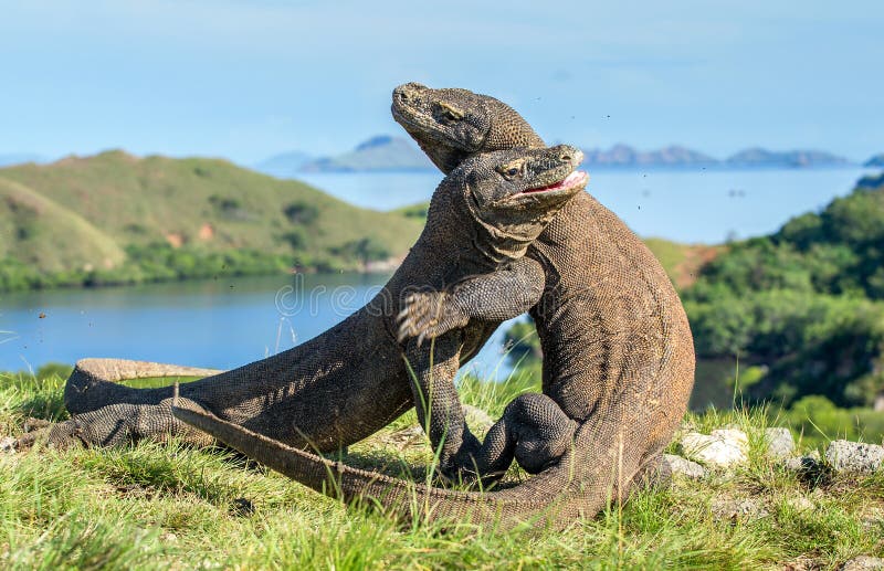 Les dragons de combat de Comodo image libre de droits Les dragons de combat de Comodo image libre de droits