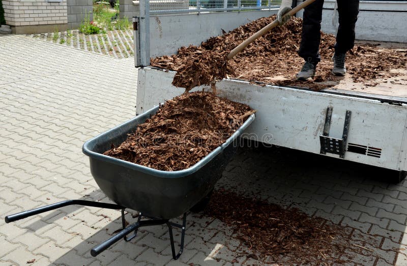 Loading, torture, mulch, mulching, bark, chips, wood, wheelbarrow, load, car, truck, delivery, garden, ornamental, flower bed, pile, mulched, brown, lawn, man, men, worker, work, hand, shovel, park, streeet, black, metal, steel, lythrum, salicaria, t shirt, fat, tall, strong, sterw, pour, out, dump, pour out, pine, edge, purple, pink, food, coffee, ground. Loading, torture, mulch, mulching, bark, chips, wood, wheelbarrow, load, car, truck, delivery, garden, ornamental, flower bed, pile, mulched, brown, lawn, man, men, worker, work, hand, shovel, park, streeet, black, metal, steel, lythrum, salicaria, t shirt, fat, tall, strong, sterw, pour, out, dump, pour out, pine, edge, purple, pink, food, coffee, ground