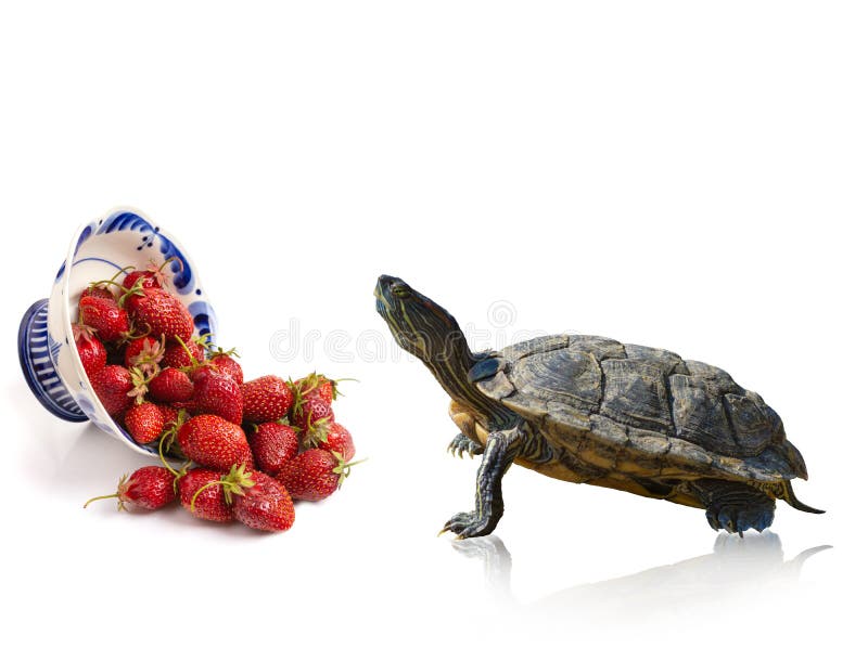 151 Tortue Et Fraise Photos Libres De Droits Et Gratuites De Dreamstime